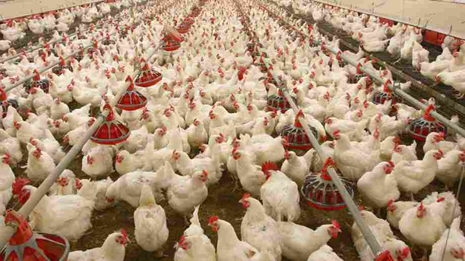 Eswatini protected from poultry dumping?