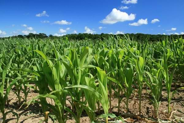 Fertiliser shortage crisis could hit 24000 maize farmers  