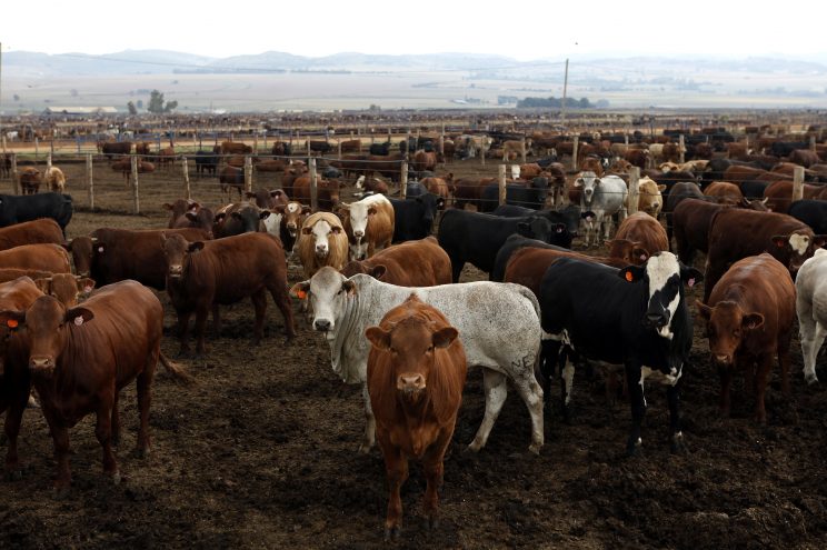 Livestock destocking a solution to drought crisis 