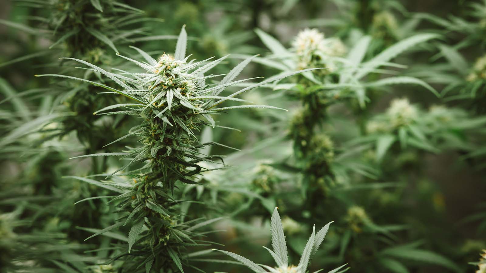 Threat to Eswatini’s Cannabis Illegal Market Grows