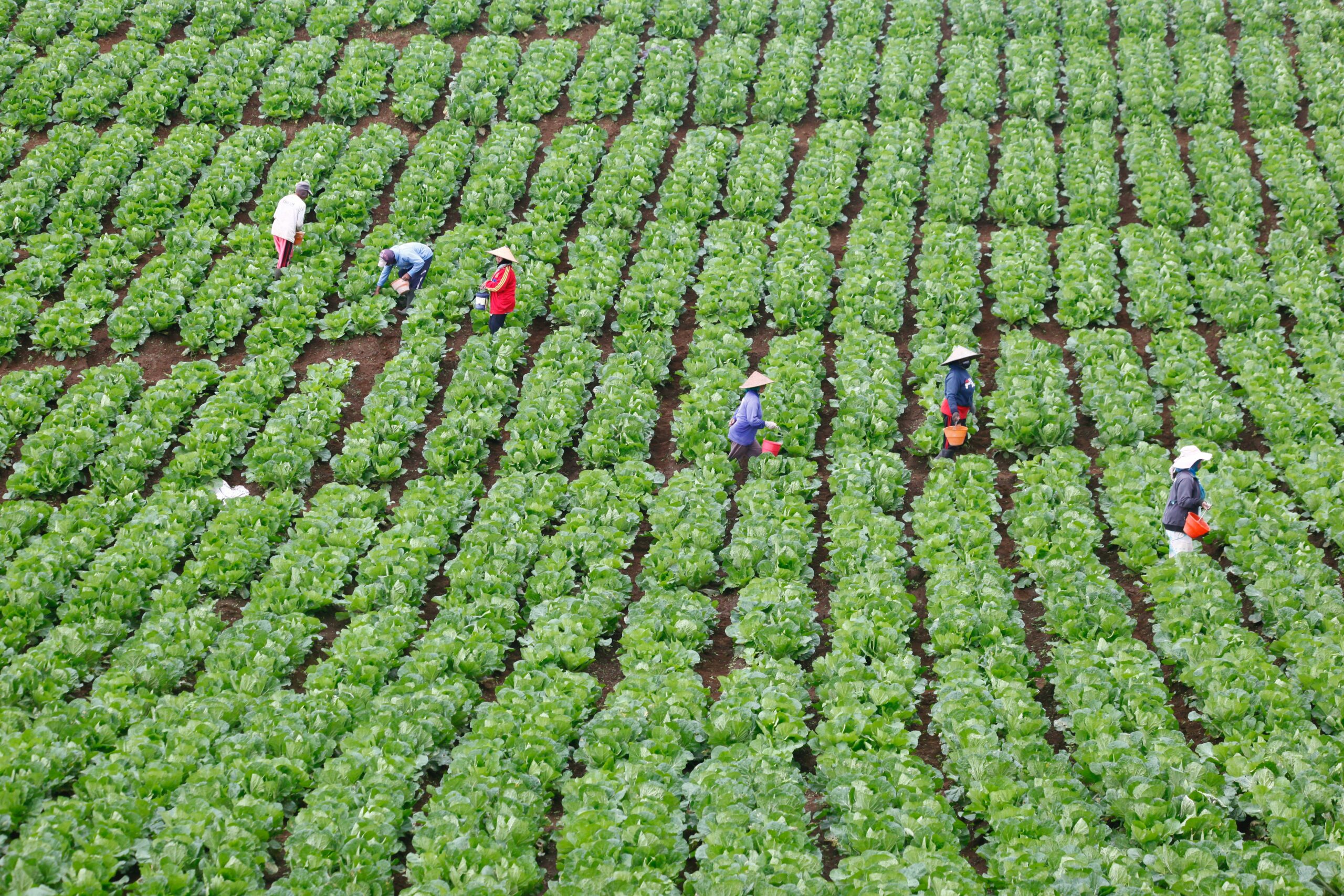 Subsidy for vegetable farmers on the cards