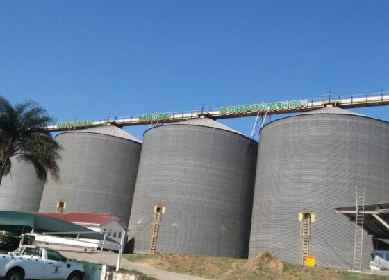 Maize, Fingered, Fiasco,