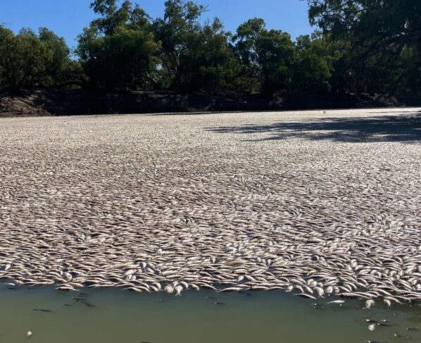 Fish, Australia, Oxygen,