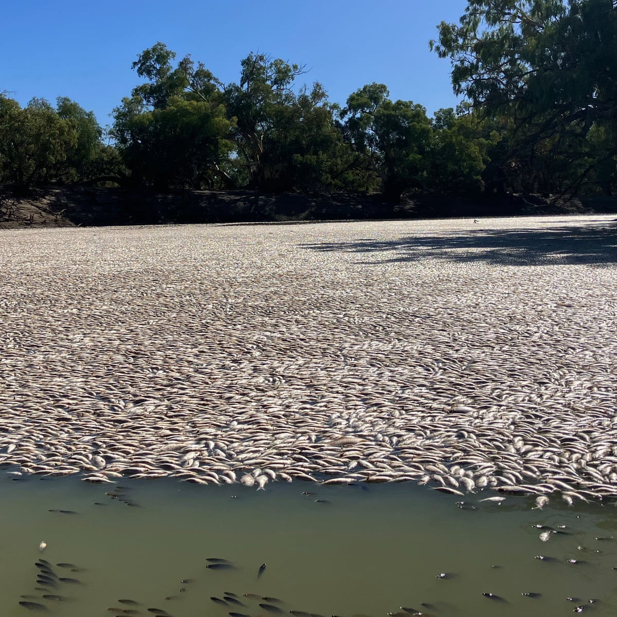 Millions of fish death in Australia attributed to low oxygen