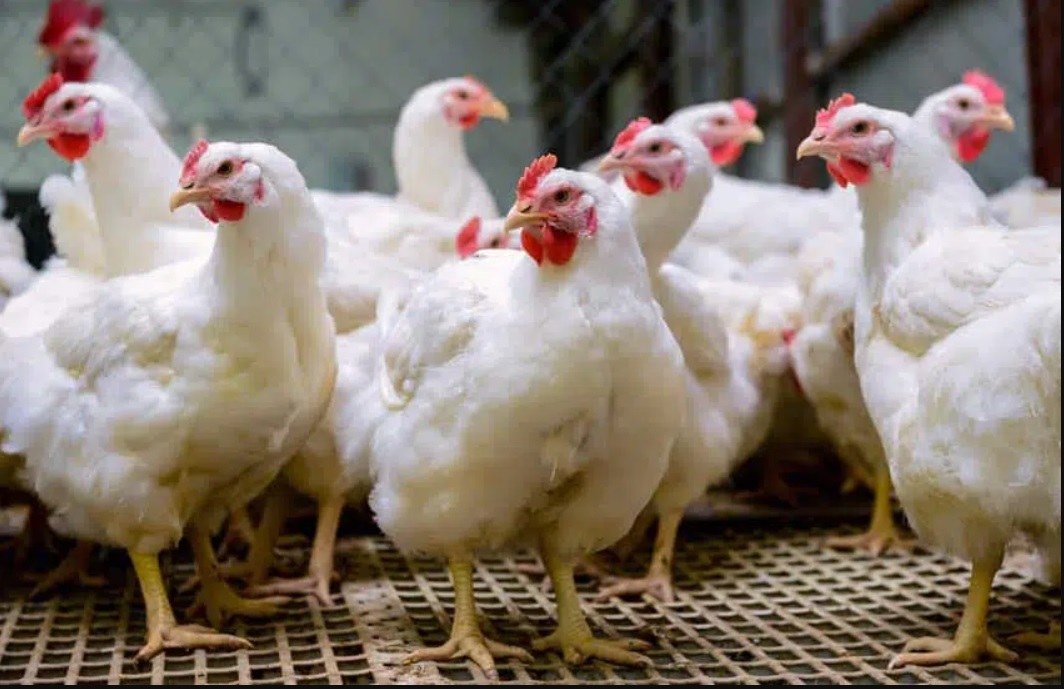 Eswatini meeting chicken cravings with 500 000 broilers per week