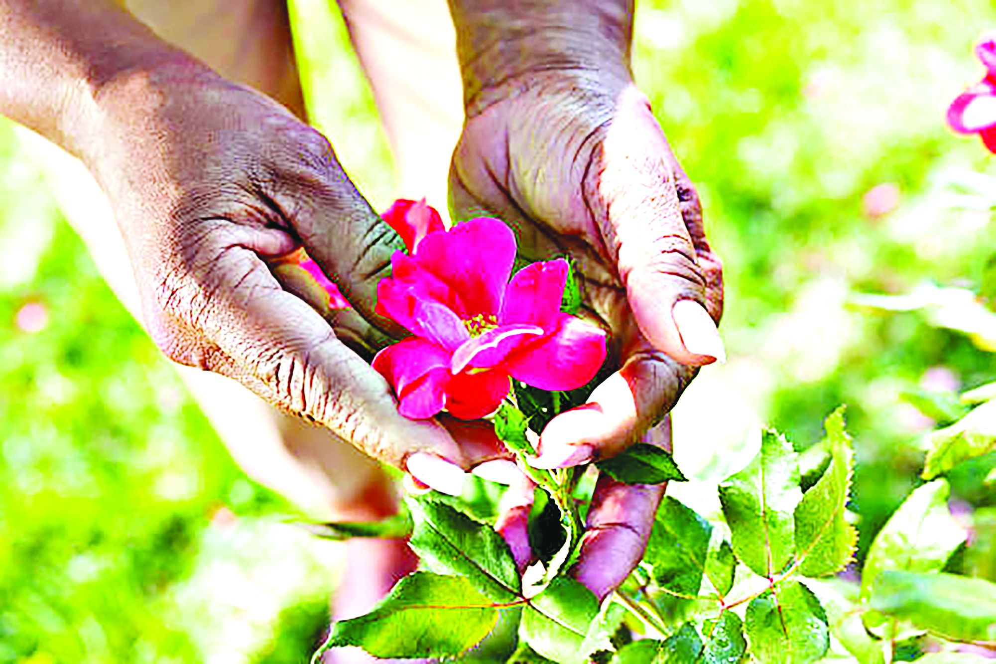 A day in the life of a florist