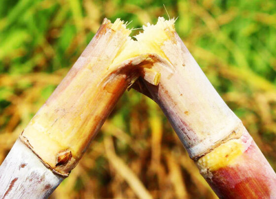 Sugar Cane, Field