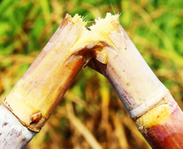 Sugar Cane, Field