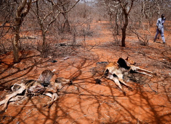 A man walks past carcasses of cows in Kura Kalicha camp for the people internally displaced by drought near Das town, Oromiya region, Ethiopia. REUTERS/Tiksa Negeri/File Photo
