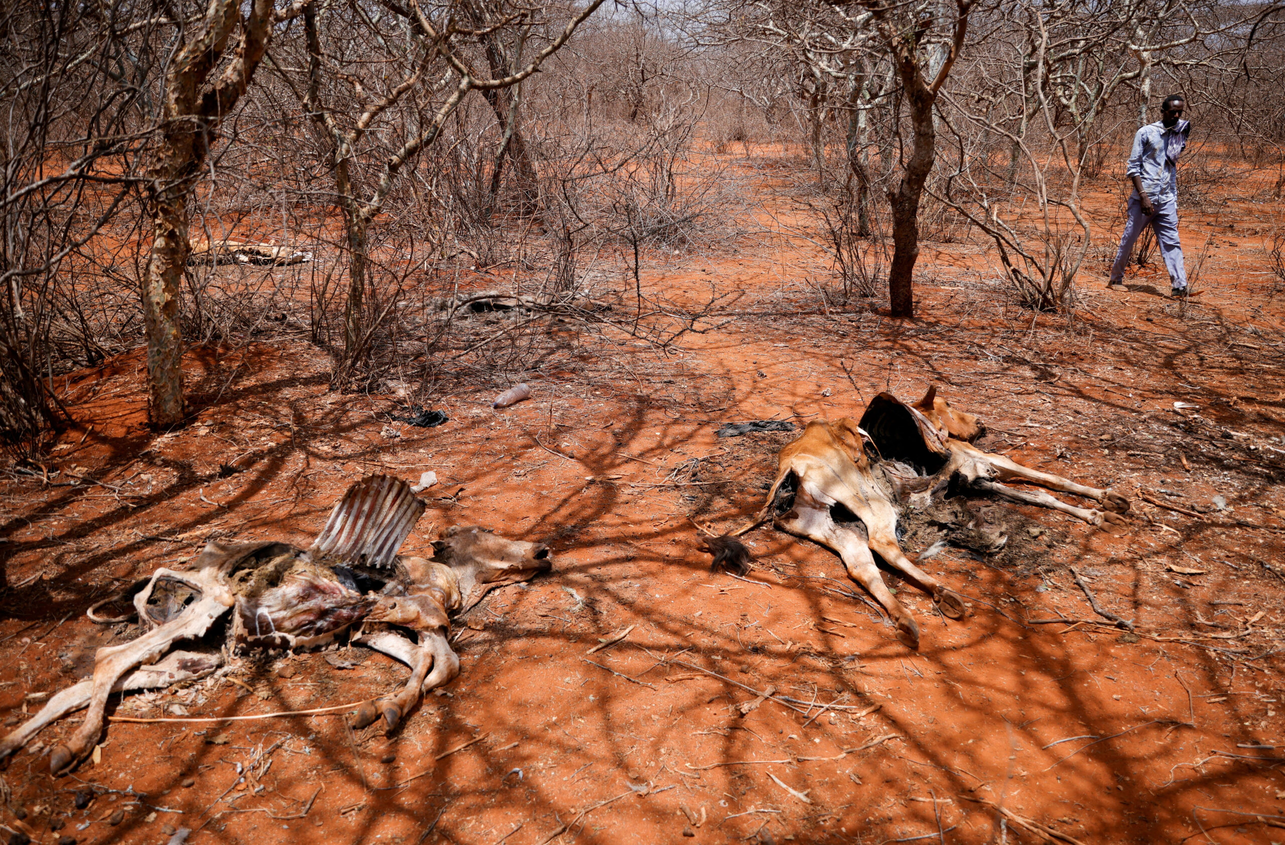 Horn of Africa drought not possible without climate change – study