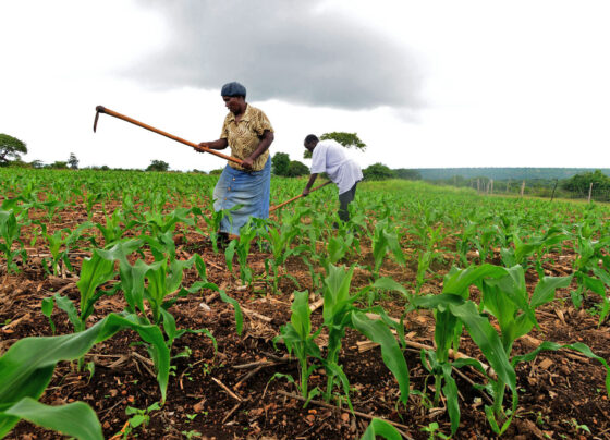 Small hold farmers working the land.