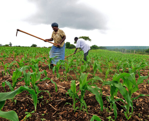 Small hold farmers working the land.