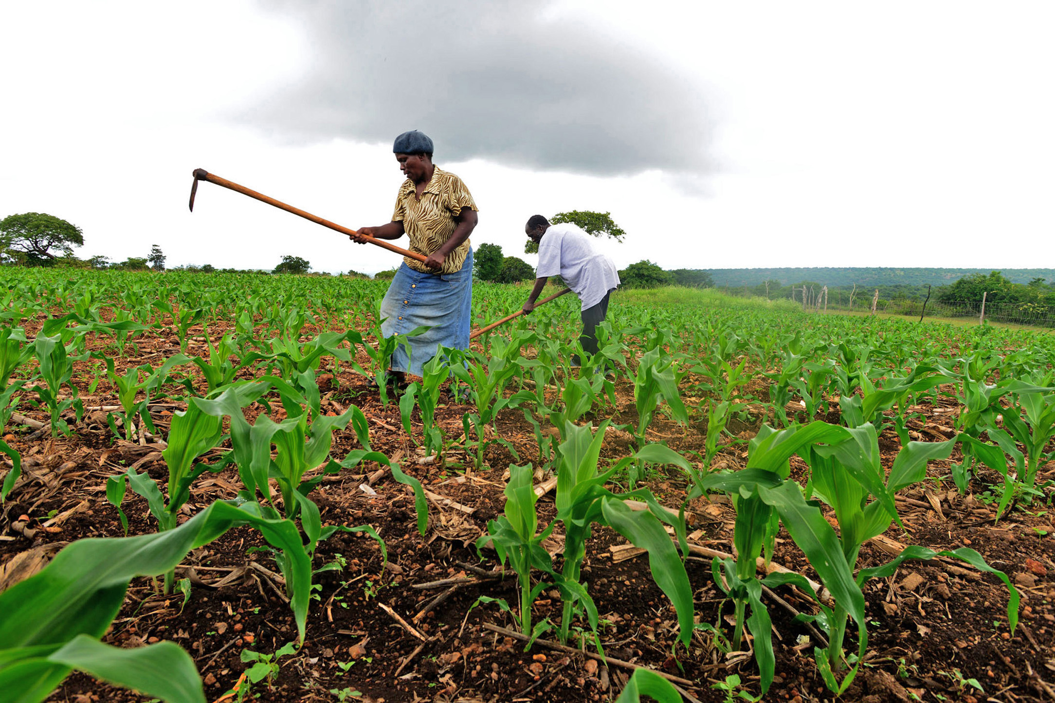 WFP’s E23.2m boost for smallholder farmers