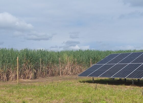 Sugar Cane growers are turning to solar energy.