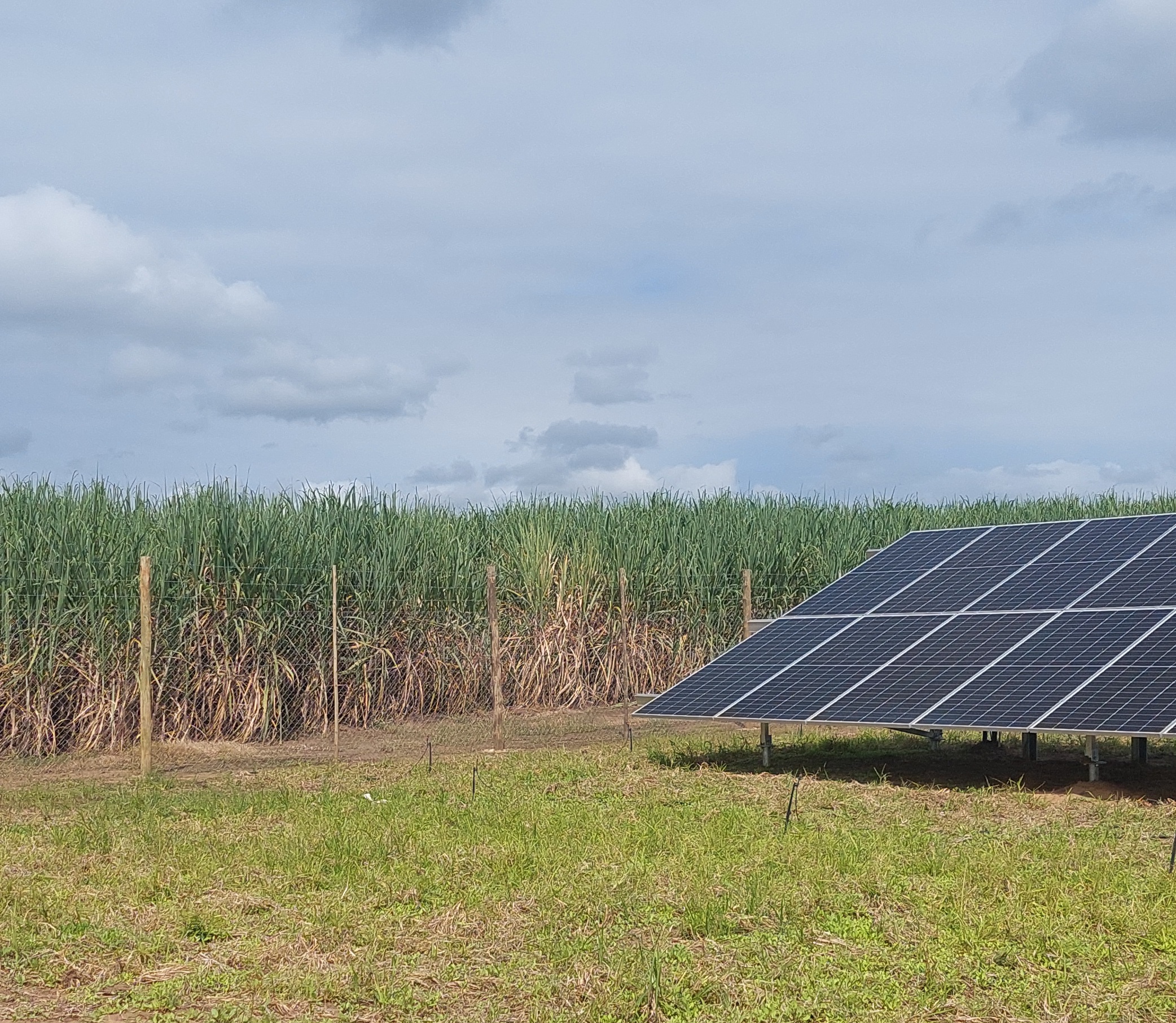 Cane growers opt for solar energy as production costs skyrocket