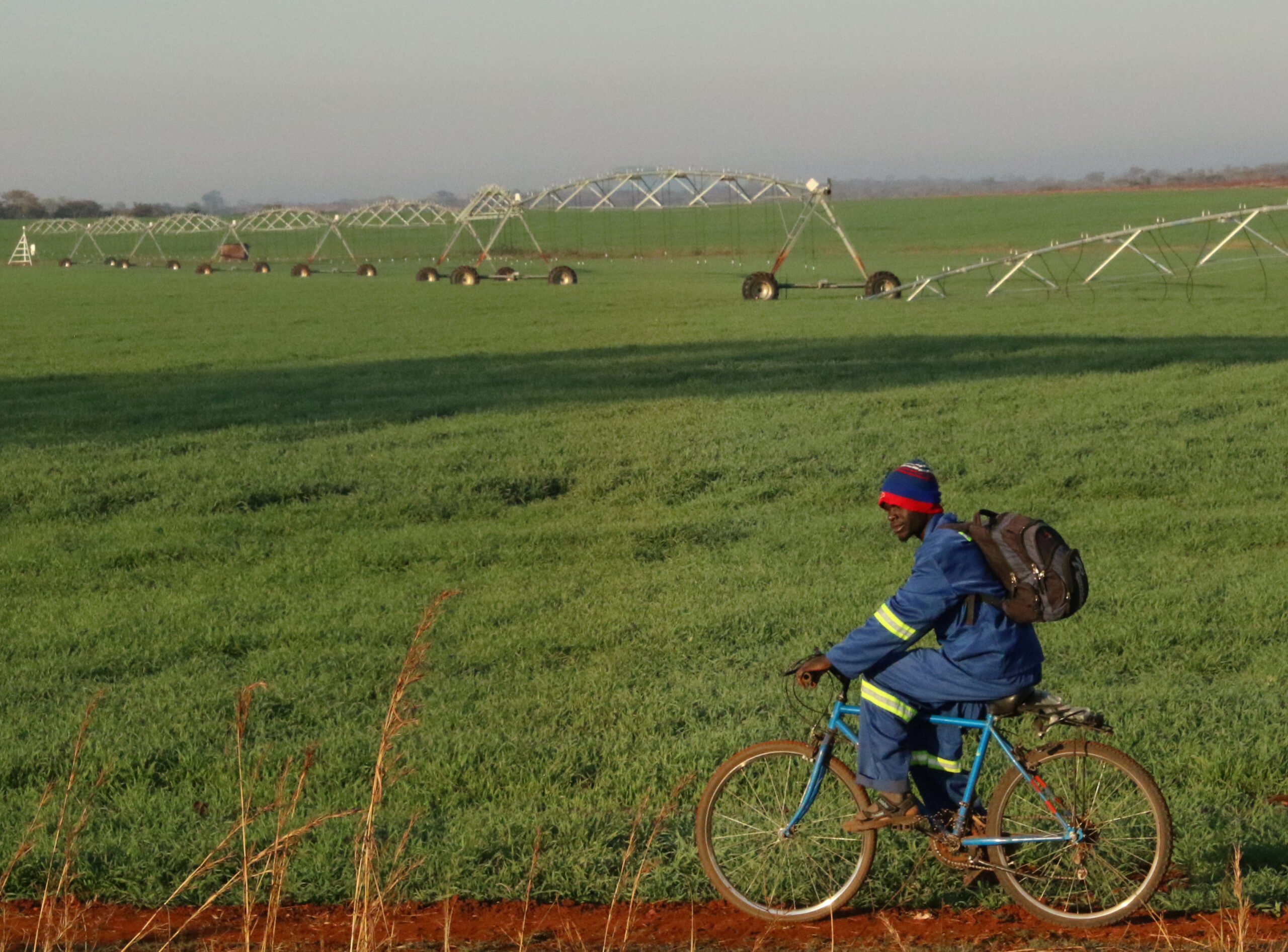 Zimbabwe frees up grain trade, opens door for private sector