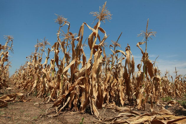 El Nino poses high risks to food security