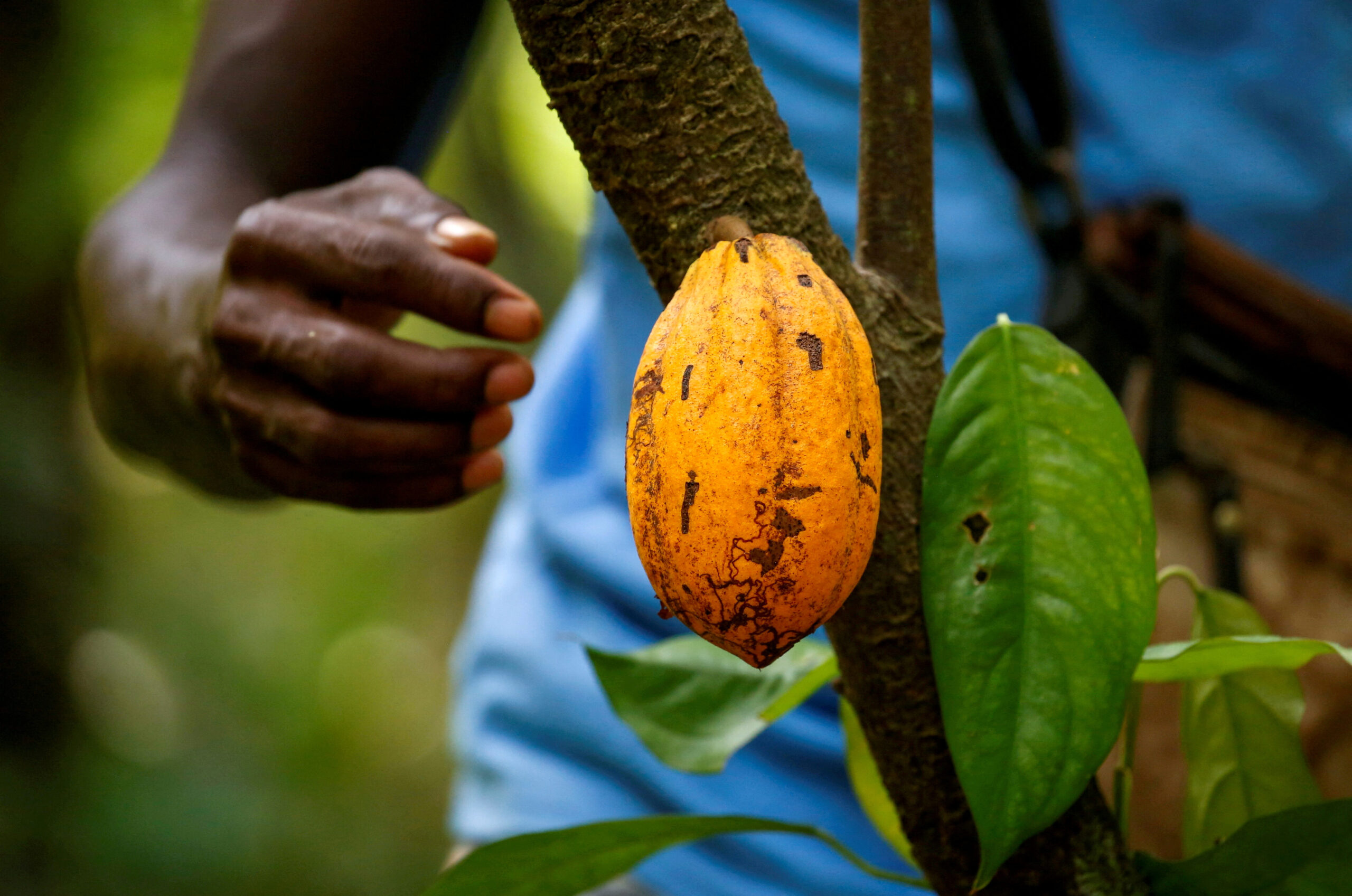 Ivory Coast deforestation rate rises as EU green imports law looms