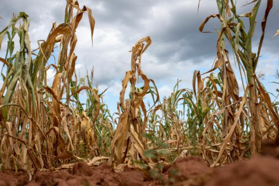 Zimbabwe goes hungry as crops wither amid El Nino drought