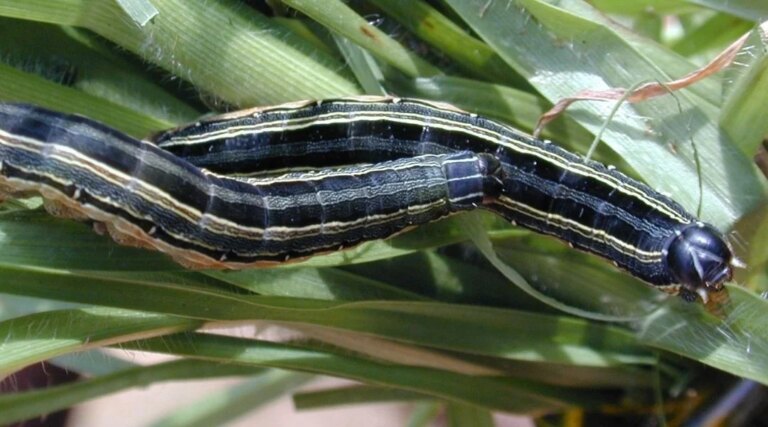 African armyworm plague spreads across Eswatini.